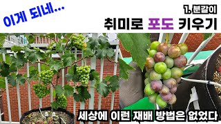 취미로 포도 키우기 완벽 가이드 [1.분갈이]