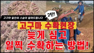 (고구마 달인의 사부가 직접! 알려주는 2탄) 고구마 늦게 심고 일찍 수확하는 방법 (with 피터스)