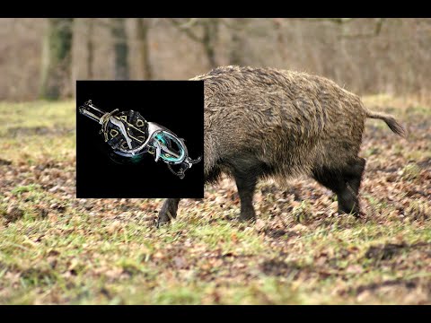 The funni Boar