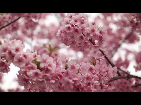 Clear and Calm Mind Music