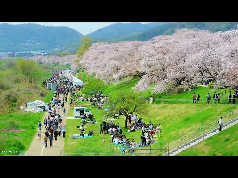【悠遊日本】4K | 淀川河川公園 背割堤 | Sewaritei | 劇院式製作 | Cinematic Production