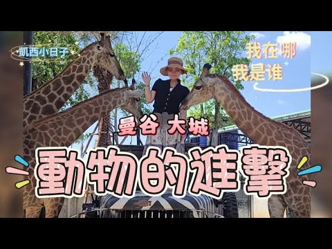 #曼谷動物園 #曼谷親子#曼谷長頸鹿餵食#曼谷行程推薦#獅子王動物園 #BANGKOK#2024曼谷五天四夜_6