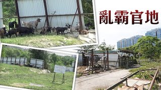 【on.cc東網】探射燈：地政總署專組打擊不力　霸官地齋豎告示靠嚇