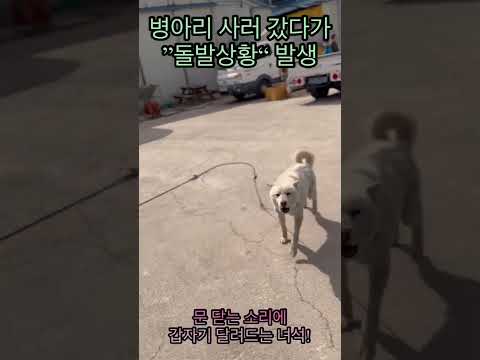 무서운 강아지!!!