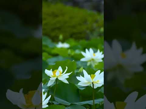 Subscribe 😁| Keindahan Teratai, Kedamaian Hati #shorts #BungaTeratai #relaxingmusic