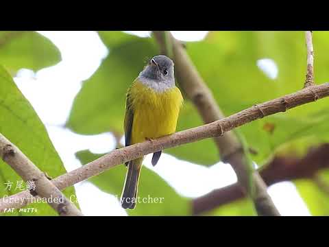【悠遊鳥】4K | 方尾鶲 | Grey-headed canary-flycatcher | 劇院式製作 | Cinematic Production