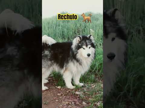 #Rechulo🐕mira que bonito 😍 🐕verdad es lindo lindo🐕