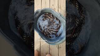 How to soften mecates  #hackamorehorse #coltstating #westerngear #cowboygear