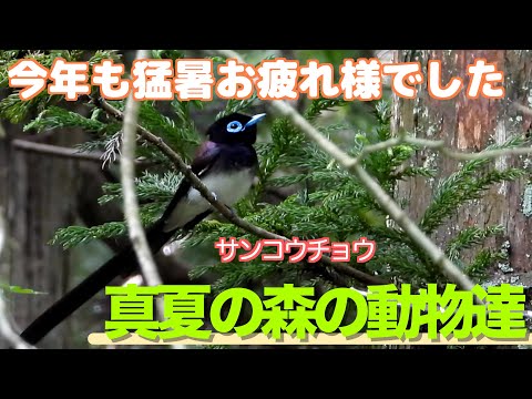 猛暑の夏・森の動物達　＃サンコウチョウ ＃ヤブサメ ＃ニホンリス ＃ヒヨドリ #子育て