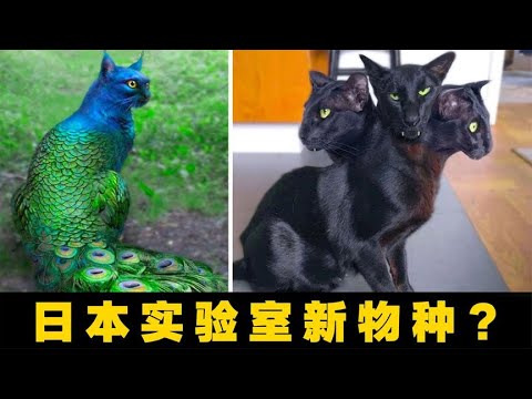 6只长相最奇怪的猫，三头猫、孔雀猫从日本实验室逃出！