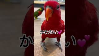 #エキゾチックアニマル #ローリー #ヒインコ #ゴシキセイガイインコ