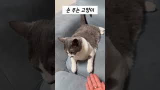 손주는 거 맞음 아무튼 맞음 | #비니루삼남매 #shorts #손주는고양이 #고양이일상 #반려동물일상 #cat