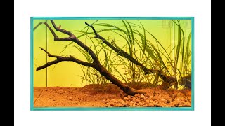 Natural Style Aquarium for Green Neon Rasboras