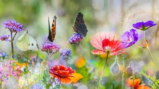 Beautiful Piano Music - Relaxing Music, Study Music, Stress Relief, Sleep Music (Willow)