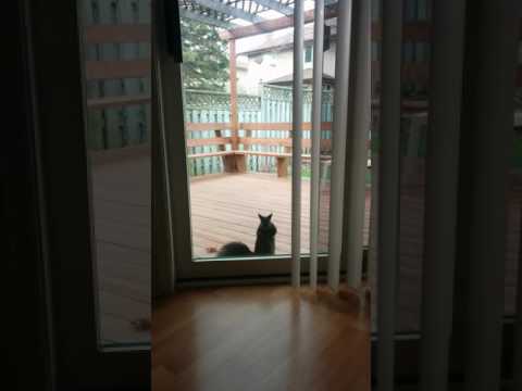 Nana's pet squirrel - HEY LAAADY