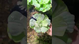 第一次见这么神奇的水草#养鱼日记 #鱼缸里的大自然 #水草造景