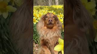 If you’re in Massachusetts or Rhode Island, we highly recommended visiting this dog-friendly