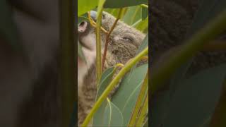 Australia's Unique Wildlife: A Closer Look animals. #AustralianWildlife #UniqueSpecies #Shorts