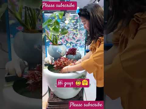 Fish aquarium water plants for home decor #shorts #short#ashortaday #aquarium #water #plants #msbro
