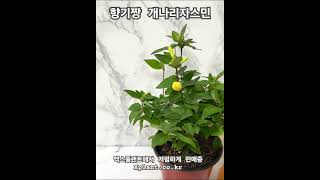#개나리자스민  #쟈스민 #자스민 #봄꽃