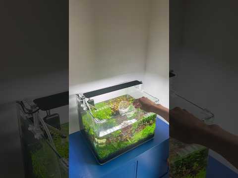 Tank maintenance #aquascape #aquarium #aquascaping #fishtank #plantedaquarium #plantedtank #fish