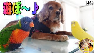 インコに包囲されたキャバリア犬・アン王子｜セキセイインコ・ゴシキセイガイインコ Cute Birds #1468