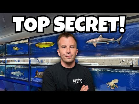 I FOUND A HIDDEN UNDERGROUND FISH STORE LOADED WITH RARE FISH!