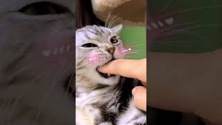 Wow?🙀what’s this?#vivavideo #kitten