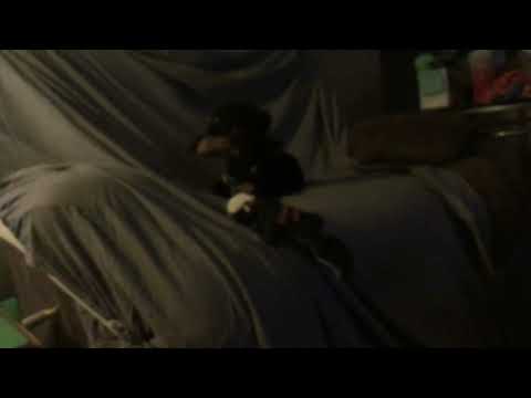 Zeus Squeaks his toy