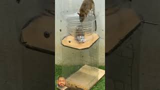 Mouse Trap 😱#rat #mouse #rattrap #mousetrap #viralshort #hamster #animals #pets #wildlife