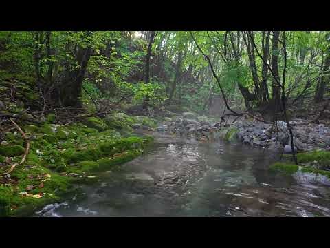 Foggy morning forest atmosphere, Birdsong, Water Flowing Sounds