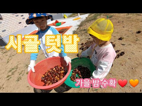 시골텃밭 가을 밤 수확하기 농사 체험 #귀촌 #시골살이 #시골여자
