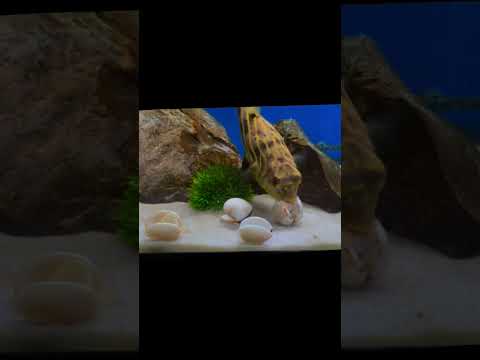 #aquarium #pufferfish