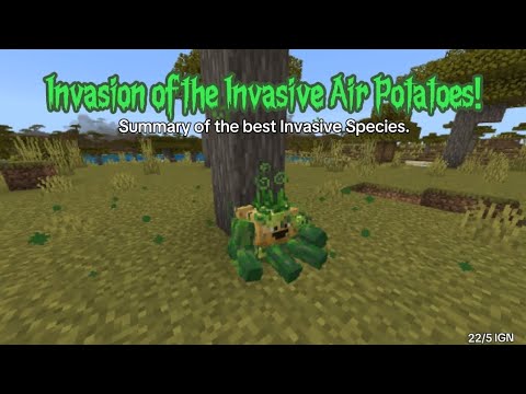 The Invasion of the Invasive Air Potatoes! (a School Project)