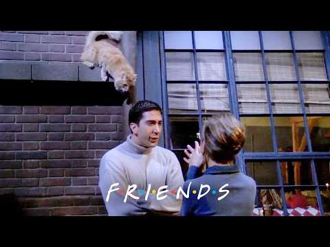 Ross Gets Mauled by a Cat | Friends