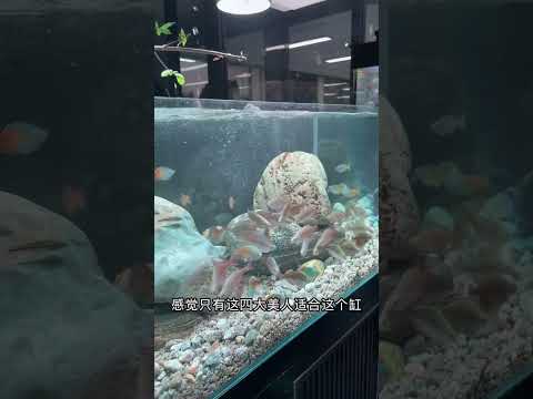 溪流缸成功开缸，这两天鱼的状态非常好，这四大美人也很漂亮 #司柠家溪流缸