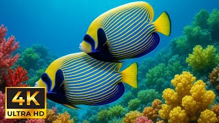 Reef Tranquility for Deep Sleep | Ocean 4K Live Wallpaper TV Background