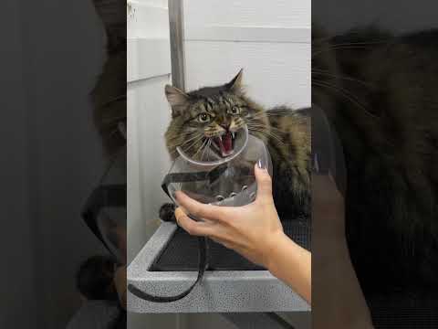 This Cat Is BIG MAD.